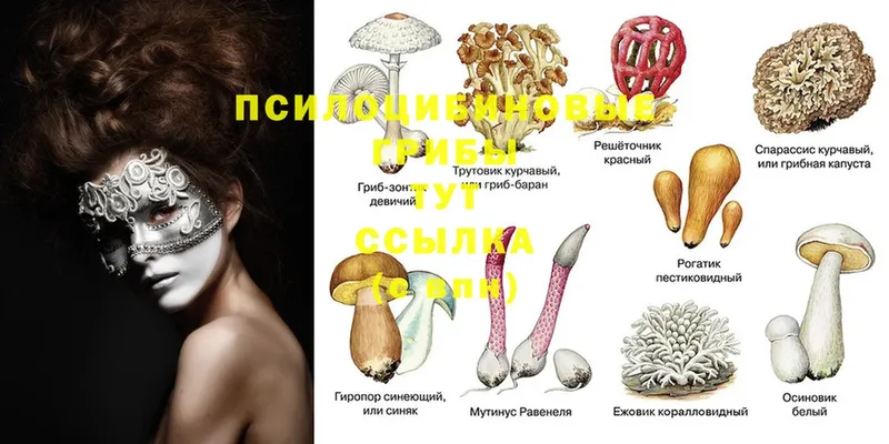 Псилоцибиновые грибы Psilocybe  Чистополь 